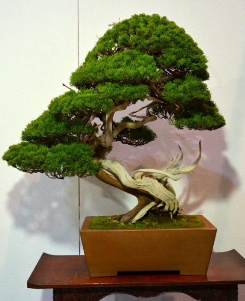 Kokufu-ten Bonsai exhibition - Japan by web