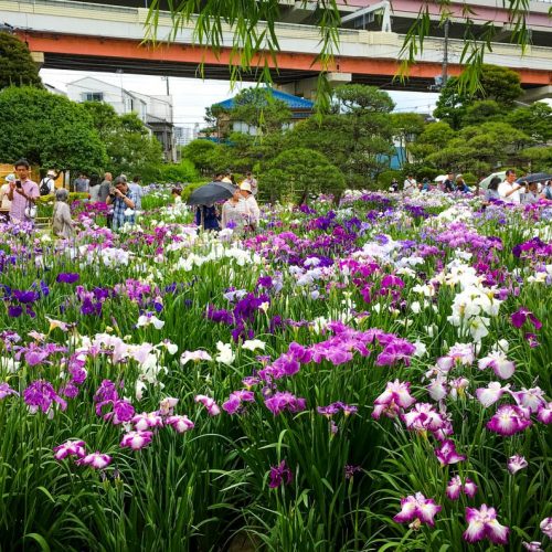 katsushika-iris-horikiri