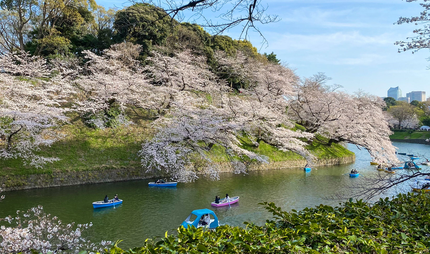 Sakura at Chidorigafuchi Moat