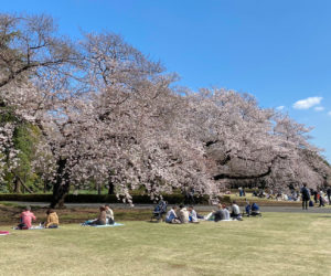 Hanami 2021: Shinjuku Gyoen National Garden