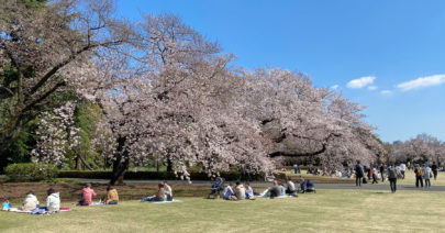 Hanami 2021: Shinjuku Gyoen National Garden