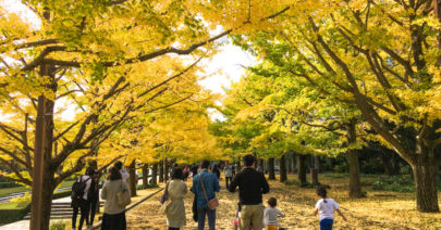 Tokyo autumn colors (1)