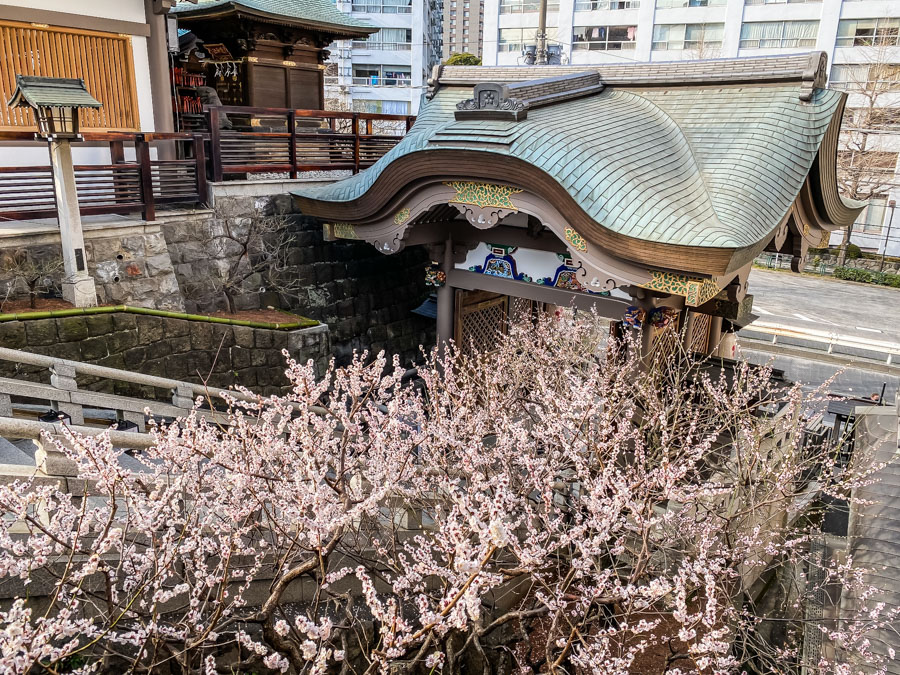 Plum blossom