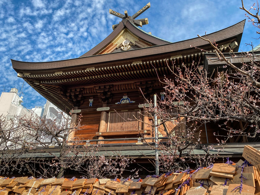 Plum blossom